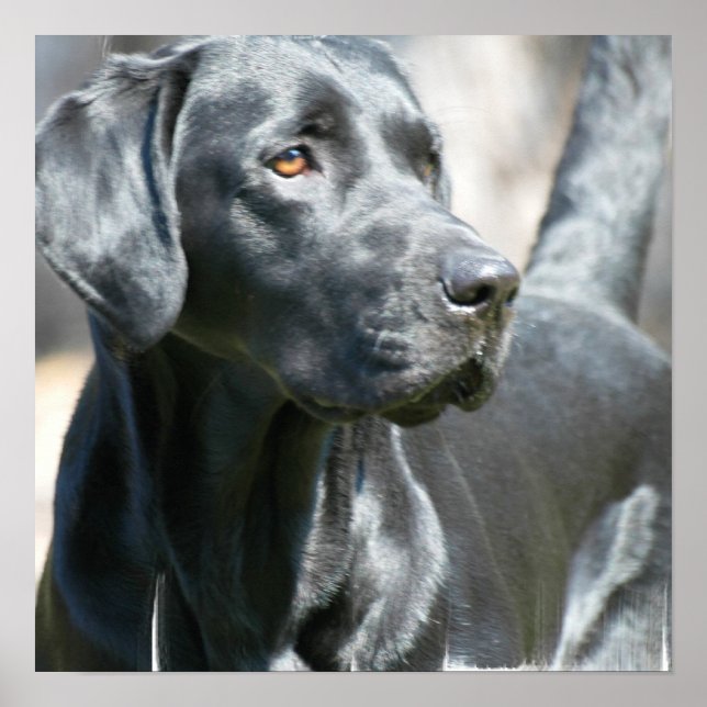 Alerte Black Labrador Retriever Doing Poster (Devant)