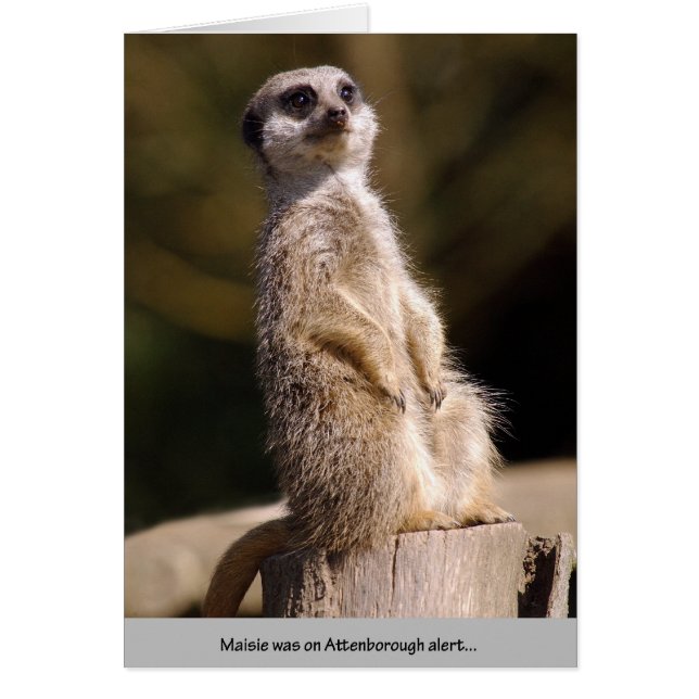 Alerte Meerkat Attenborough (Devant)