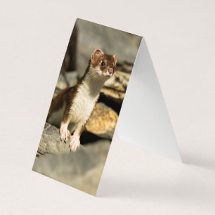Alerte Weasel