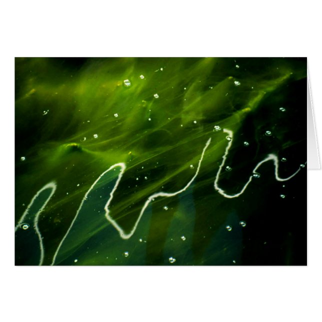 Algues vertes et eau gccnm (Devant horizontal)