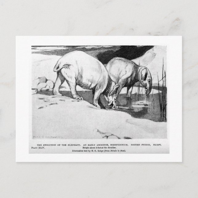 Alice B. Woodward : Carte postale de l'art de Moer (Devant)