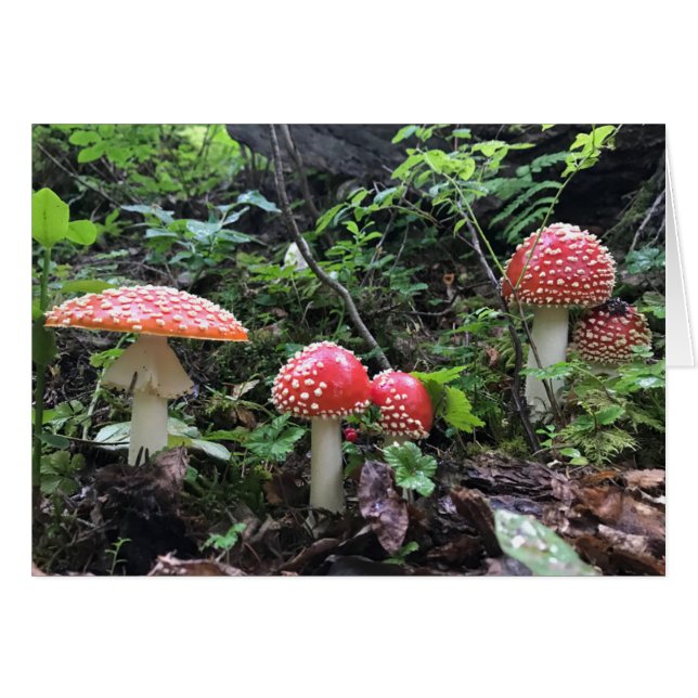 Alice in Wonderland Champhroom - Carte d'art 5 po  (Devant horizontal)