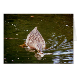 Alimentation Cute Duck