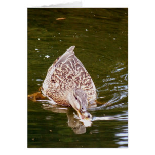 Alimentation Cute Duck