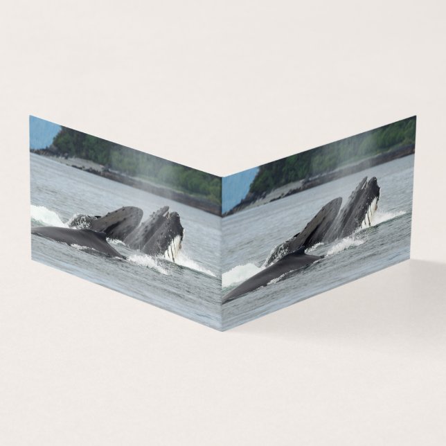 Alimentation des baleines à bosse (Outside)