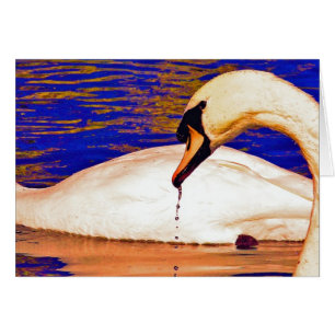 Alimentation des cygnes