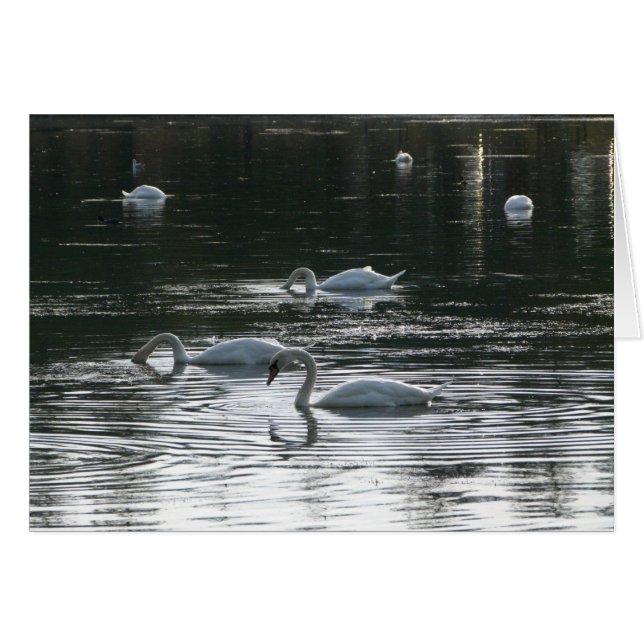 Alimentation des cygnes, Lac Roath Park, Cardiff (Devant horizontal)