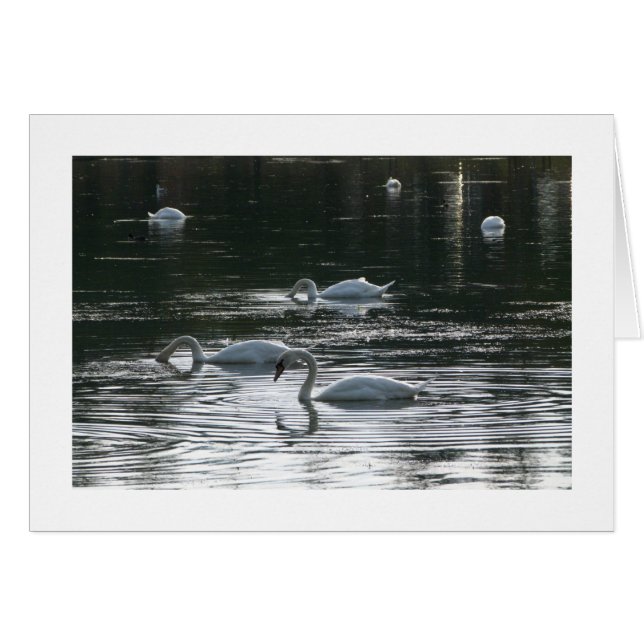 Alimentation des cygnes, Lac Roath Park, Cardiff - (Devant horizontal)