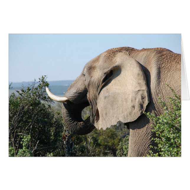 Alimentation des éléphants, Afrique du Sud (Devant Horizontal)
