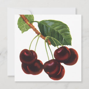 Aliments de fruits vintage, cerises mûres d'un arb