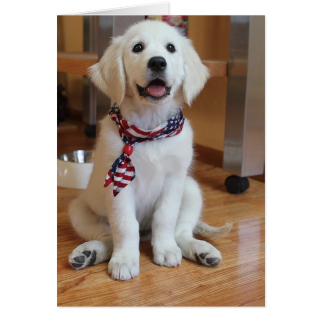All American Puppy, le Patriot le plus mignon (Devant)