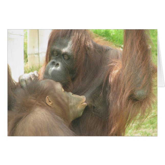 Allaitement d'Orangutan (Devant Horizontal)