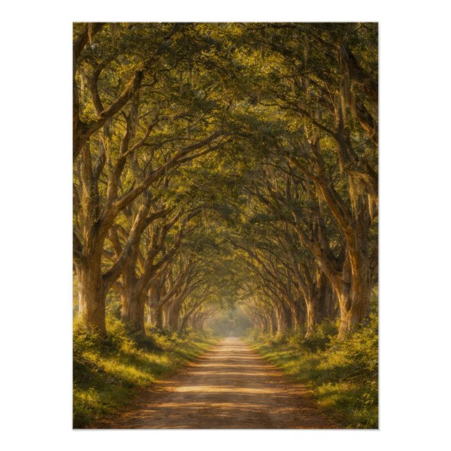 Allée de chênes vivants | Paysage | Affiche (Devant)