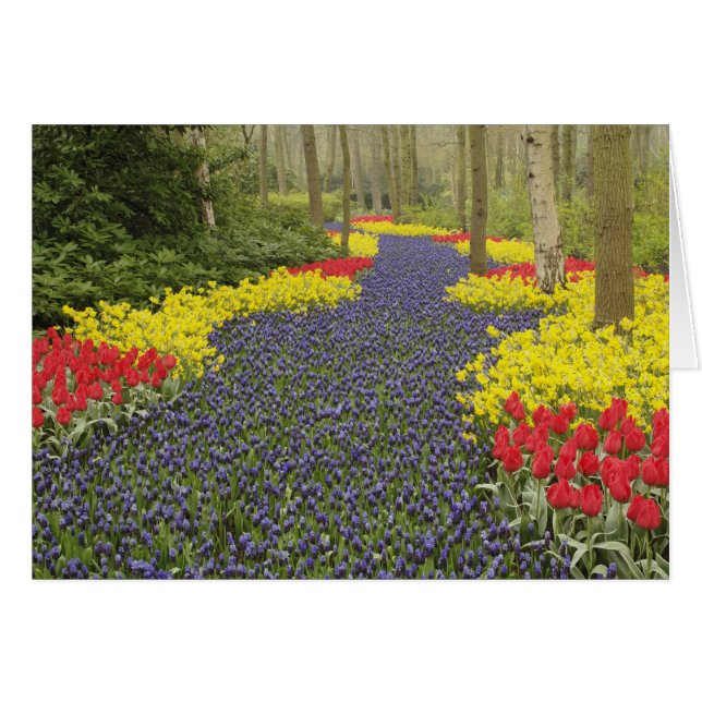 Allée de muscaris, de jonquilles et de (Devant horizontal)