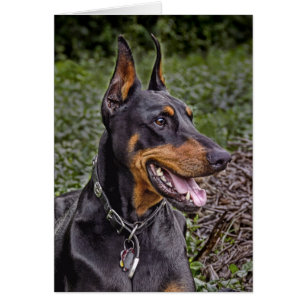 Allégresse de dobermann ! Carte