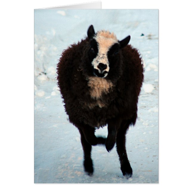 Aller pour l'or (Devant)