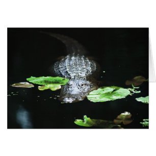 Alligator
