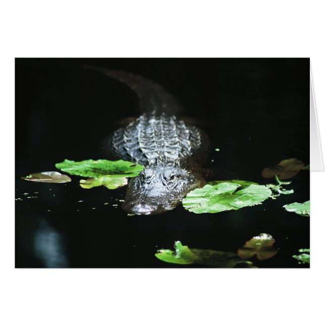 Alligator (Devant horizontal)