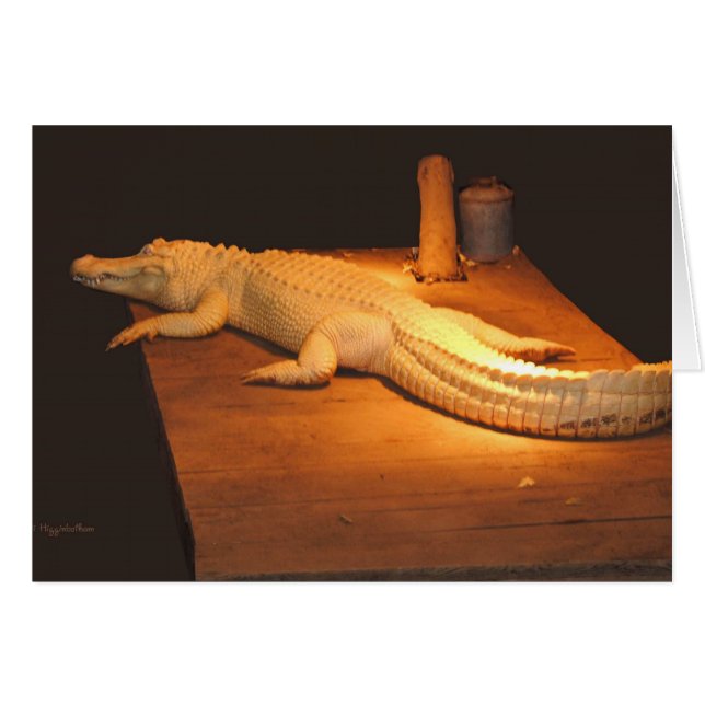 Alligator albino (Devant horizontal)