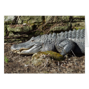 Alligator américain