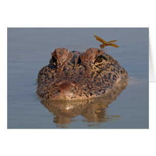 Alligator américain avec libellule