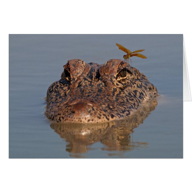 Alligator américain avec libellule (Devant horizontal)