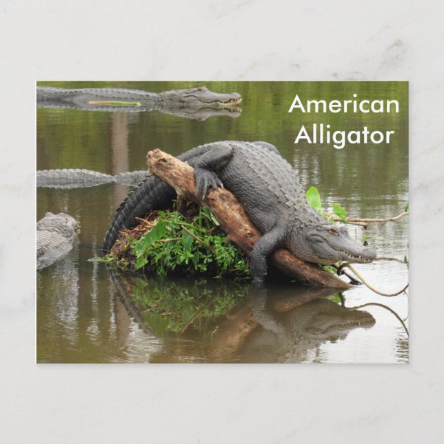 Alligator américain - Carte postale Apprentissage (Devant)