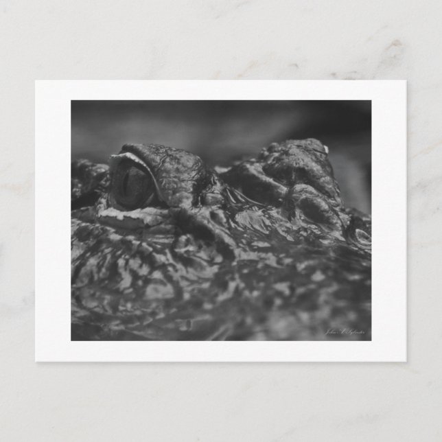 Alligator américain de CARTE POSTALE - la Caroline (Devant)