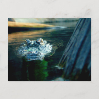 Alligator américain la Caroline du Nord de CARTE