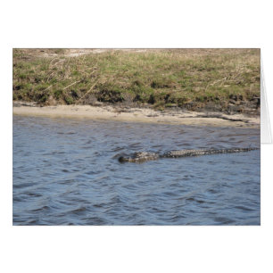 Alligator Américain Nageant dans la Rivière Photog