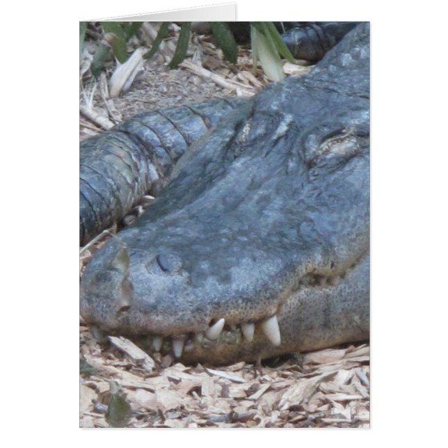 Alligator dans son habitat naturel (Devant)