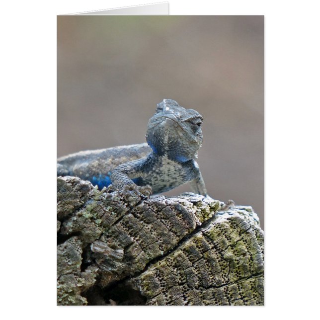 Alligator du ventre bleu Lizard (Devant)