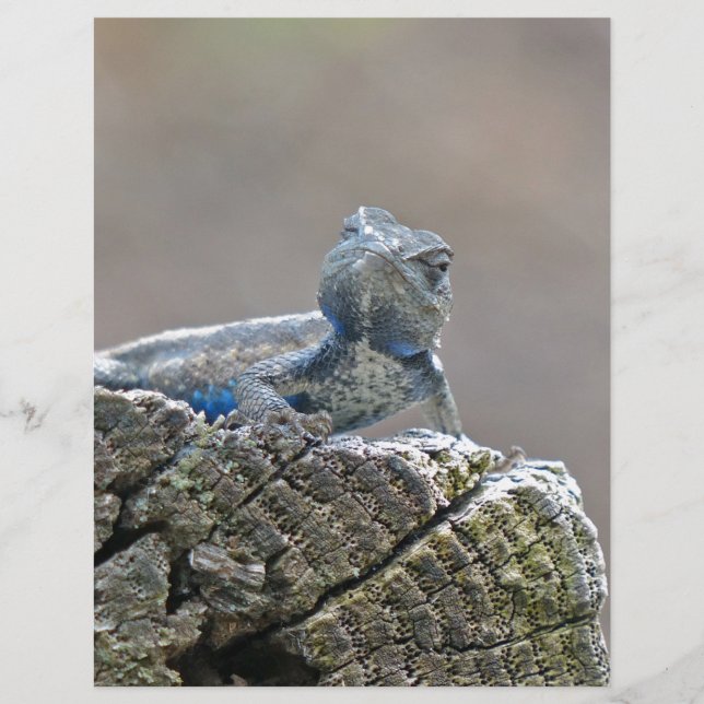 Alligator du ventre bleu Lizard (Devant)