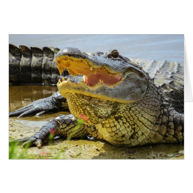 Alligator. Face à face (Devant horizontal)