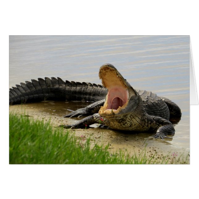 Alligator Face à face avec vous (Devant horizontal)