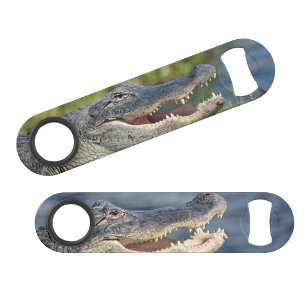 Alligator Floride Everglades Faune Fun Photo