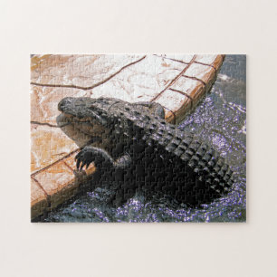Alligator floridien, Puzzle