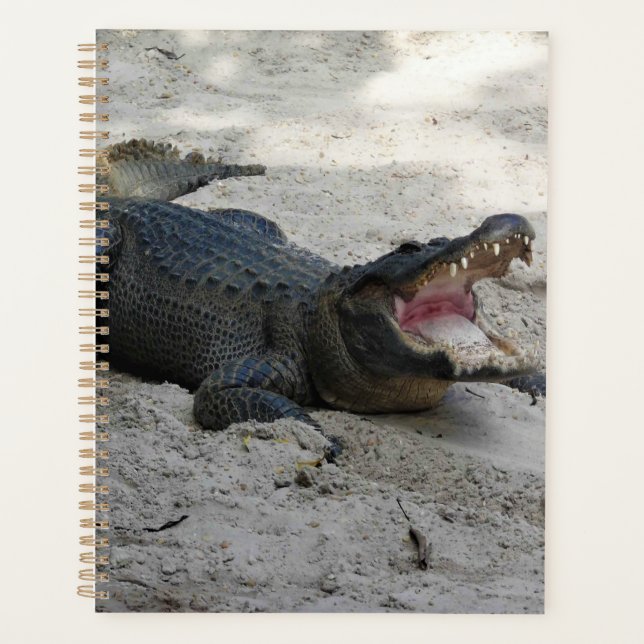 Alligator, Fort Lauderdale, Floride (Devant)