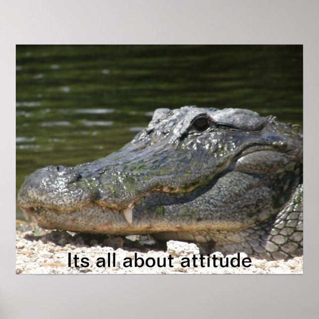 ALLIGATOR POSTER (Devant)