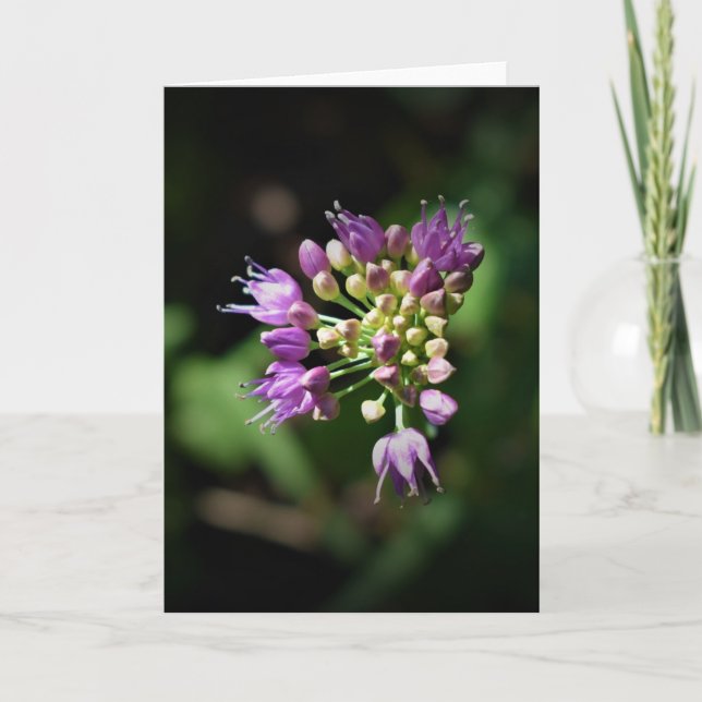 Allium, carte (Devant)