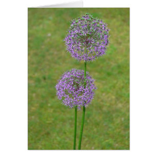 Allium deux