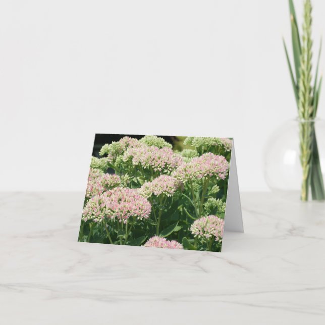 Almost Sedum Flower Photography  (Devant)