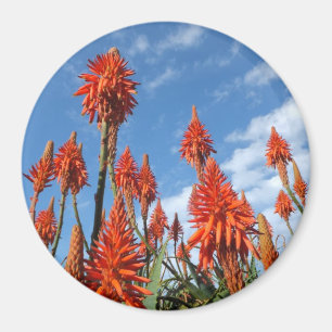 Aloe Arborescens aimant