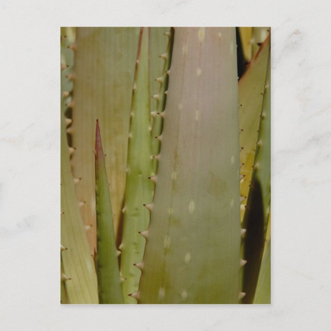Aloe fermer carte postale (Devant)