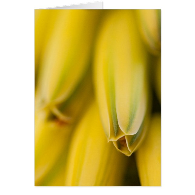 Aloe jaune-mellifère (Devant)