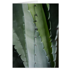 Aloe - Photographie de Macro Fine Art
