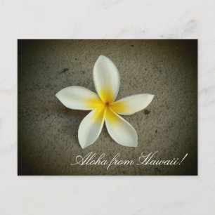 Aloha de Hawaii plumeria fleur simple carte postal