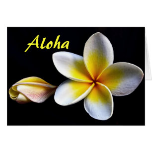 Aloha Fleurs de Frangipanier Hawaïennes Plumerias