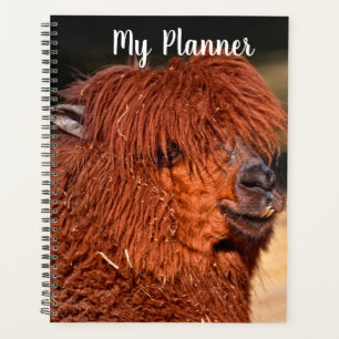 Alpaca