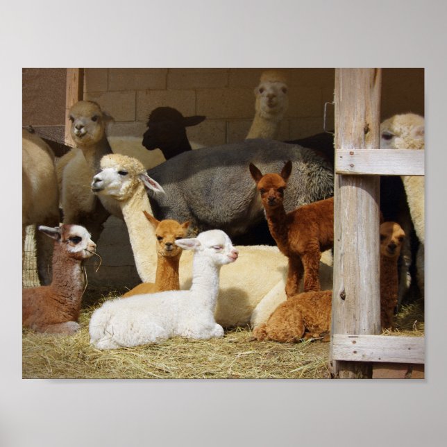 Alpaca Barn Poster (Devant)
